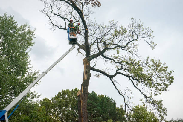 Best Tree Health Inspection  in Five Forks, SC