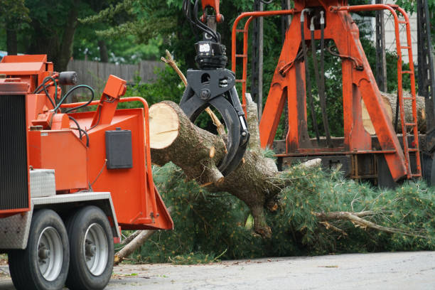 Reliable Five Forks, SC Tree Services Solutions